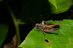 Orphulella concinnula