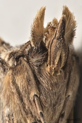 Didugua argentilinea