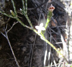 Lachnaea penicillata