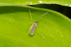 Erioptera