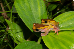 Dendropsophus bifurcus