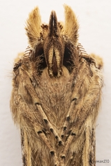 Didugua argentilinea