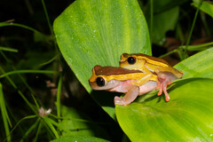 Dendropsophus bifurcus