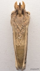 Didugua argentilinea