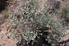 Leucosphaera bainesii