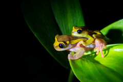 Dendropsophus bifurcus