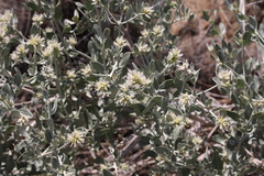 Leucosphaera bainesii