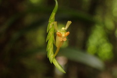Liparis gibbosa