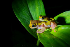 Dendropsophus bifurcus