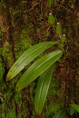 Bulbophyllum longiflorum