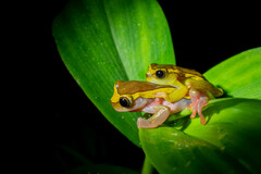 Dendropsophus bifurcus