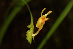 Liparis gibbosa