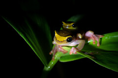 Dendropsophus bifurcus