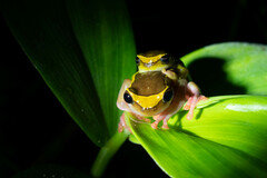 Dendropsophus bifurcus