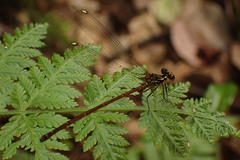 Eoargiolestes ochraceus