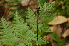 Eoargiolestes ochraceus