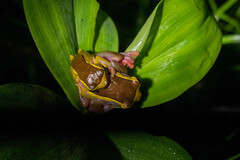 Dendropsophus bifurcus