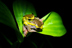 Dendropsophus bifurcus