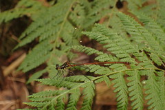 Eoargiolestes ochraceus