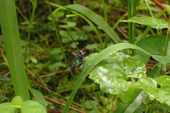 Echthromorpha