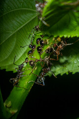 Dolichoderus attelaboides