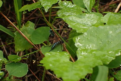 Echthromorpha