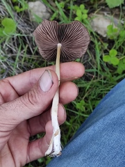 Psathyrella