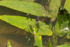 Limnogonus