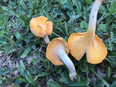 Cantharellus tenuithrix