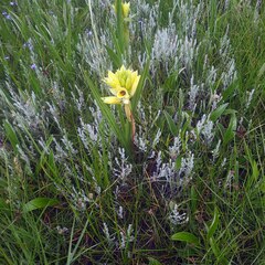 Eulophia welwitschii