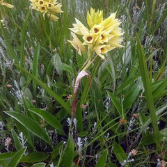 Eulophia welwitschii