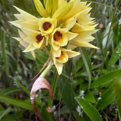 Eulophia welwitschii