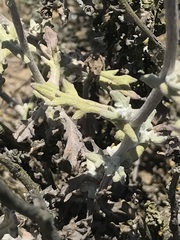 Senecio antofagastanus