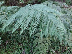 Diplazium viridissimum