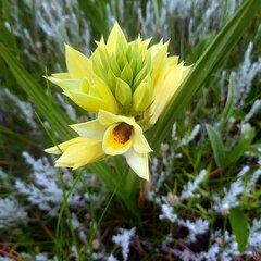 Eulophia welwitschii