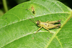 Ommatolampis perspicillata