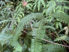 Gleichenella pectinata