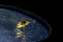 Sciomyzidae