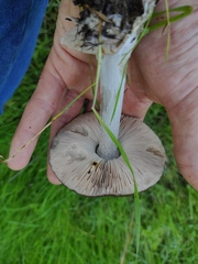 Volvopluteus gloiocephalus