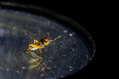 Sciomyzidae
