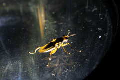 Sciomyzidae