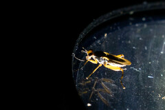 Sciomyzidae