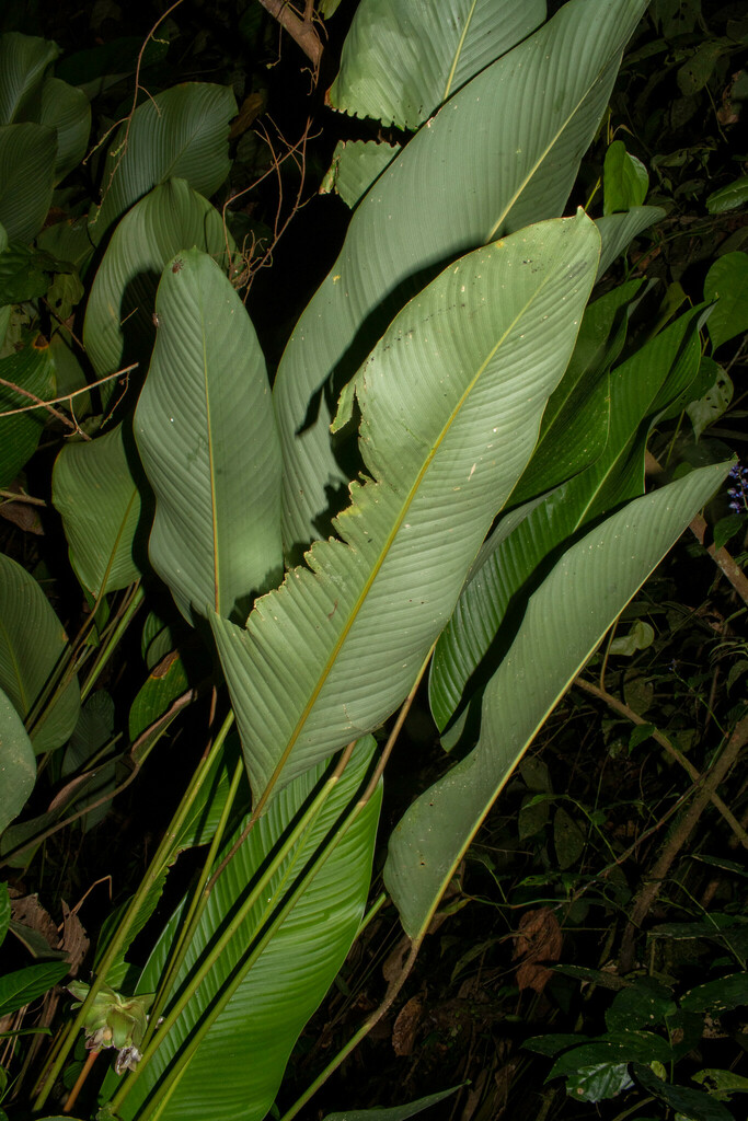 Goeppertia capitata