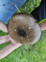 Volvopluteus gloiocephalus