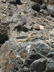 Microlophus tarapacensis