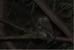 Glaucidium cuculoides
