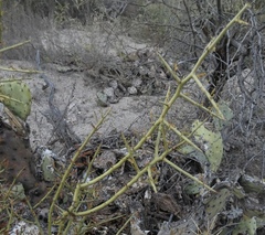 Parkinsonia microphylla