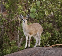 Oreotragus oreotragus