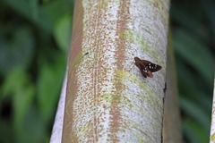 Pelopidas assamensis