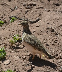 Thinocorus orbignyianus